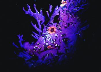 Rhinopias scorpion fish ,Aliwal Shoal ,South Africa . F10... by Gregory Grant 